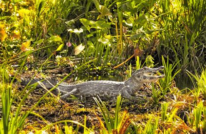 AR_Esteros_del_Ibera_Caiman_shutterstock_295740965.png