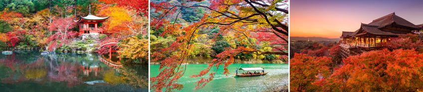 Autumn Blog - Japan