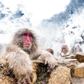 Blog - Go365 Wanderlust - Snow Monkey