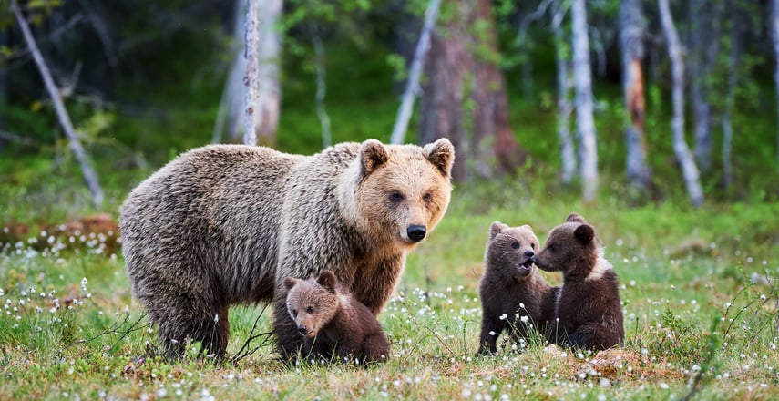 Blog - Springtime - Finland (cropped)