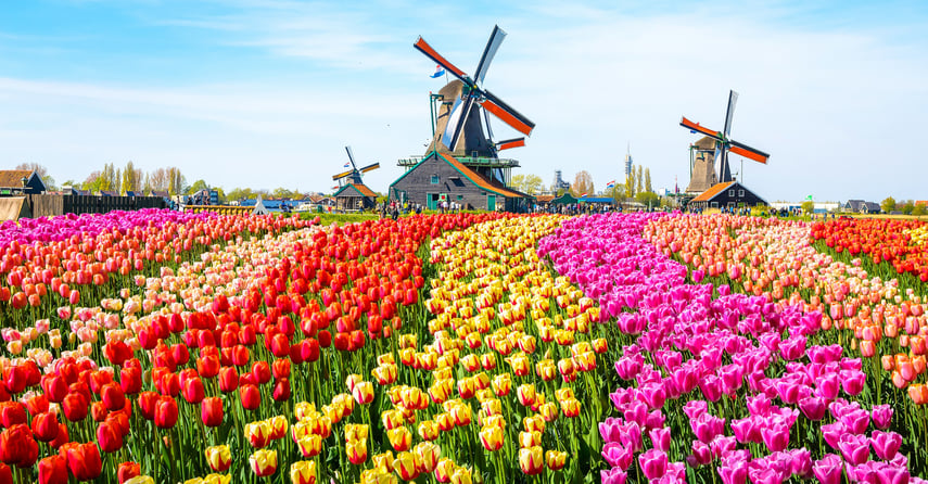 Blog - Springtime - Netherlands (cropped)
