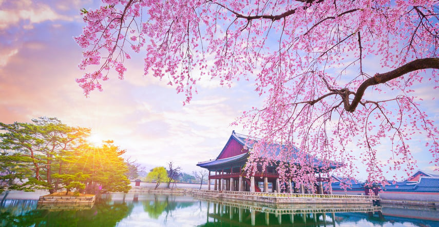Blog - Springtime - S Korea (cropped)