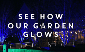 Blog - UK Winter Gardens - RHS Glow Video