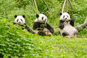 China_Chengdu_Pandas_shutterstock_378926674.png