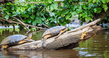 Costa_Rica_Tortuguero_shutterstock_403048993-1.png