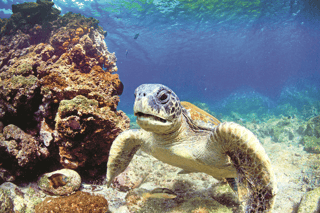 EC_Galapagos_Sea_Turtle_shutterstock_152041847.png