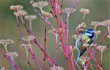 England - Winter - Blue Tit 2