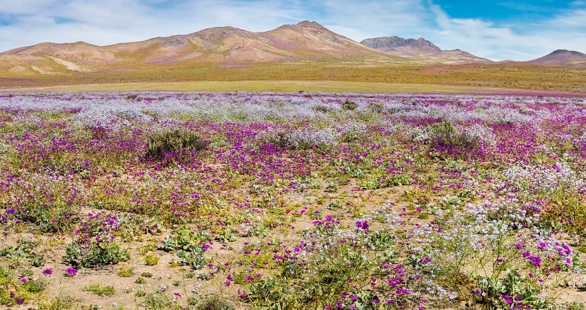 Blog - Nature Photos - Chile