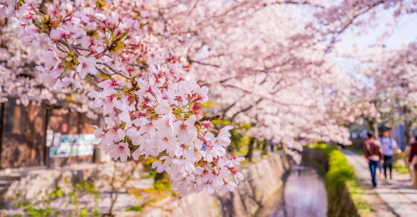 Blog - Springtime - Japan (cropped)