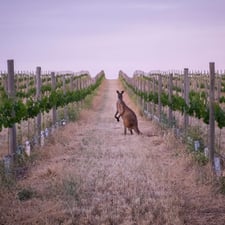 Blog - Wine Dine South Pac - Barossa-1