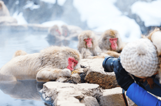 Japan_Yudanaka_Snow_Monkeys_shutterstock_261024554.png