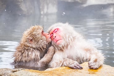 Japan_Yudanaka_Snow_Monkeys_shutterstock_445037719