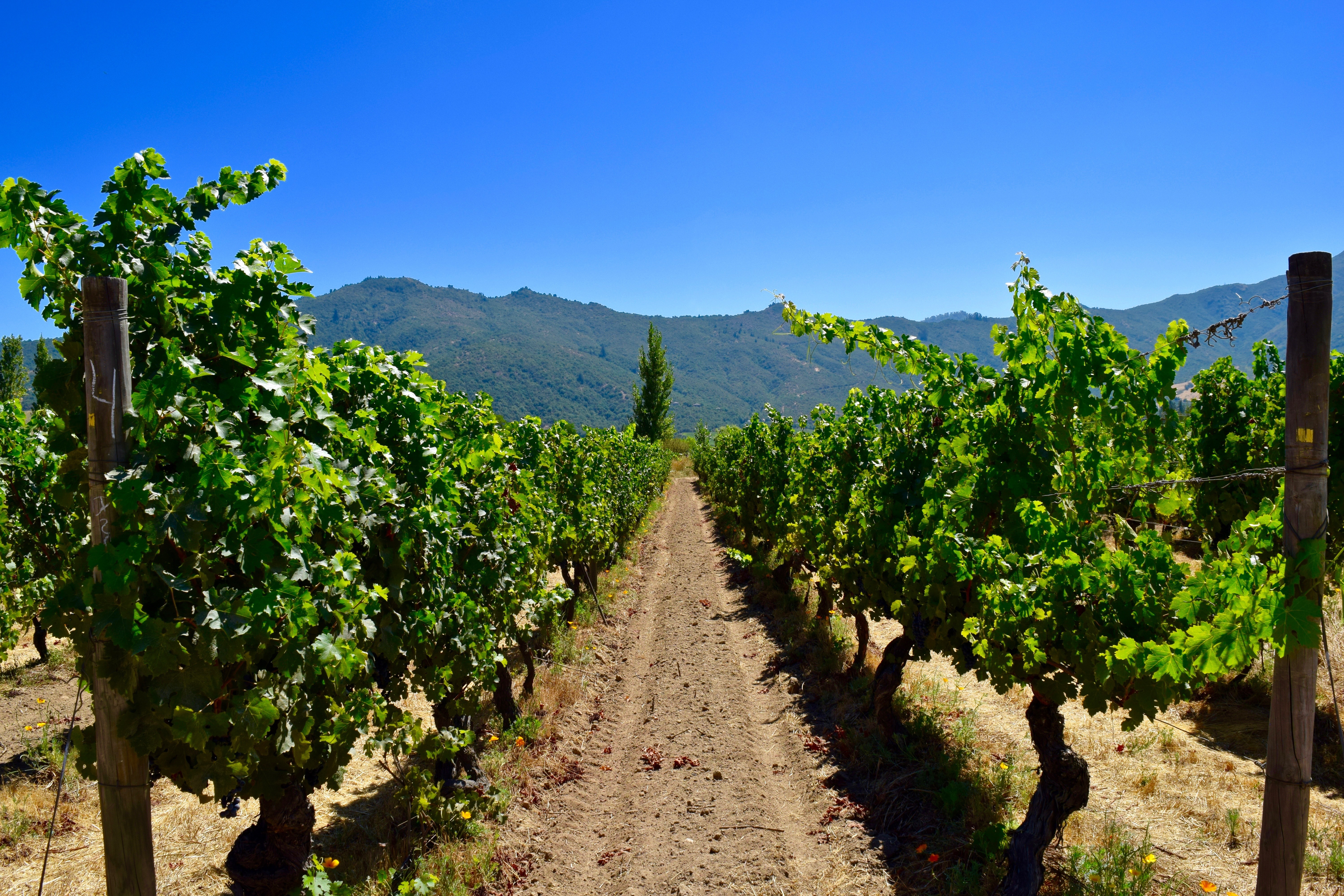 chile_wine_shutterstock_592752578