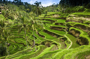 Indonesia_Bali_Sights_shutterstock_136180889.png