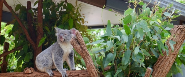 Shutterstock_1529425115